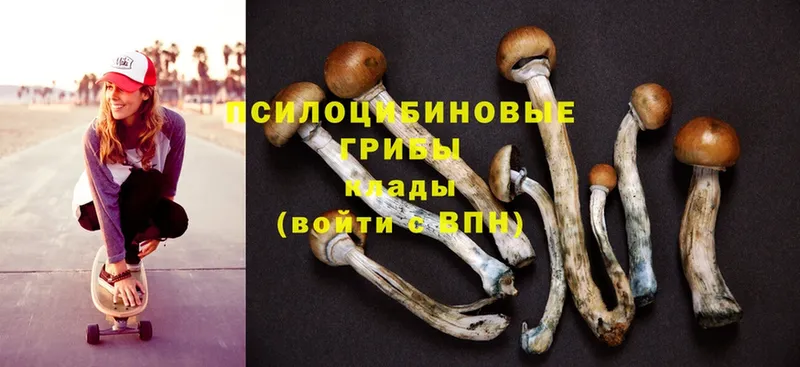 сколько стоит  Весьегонск  Галлюциногенные грибы MAGIC MUSHROOMS 